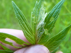 Liriomyza valerianivora