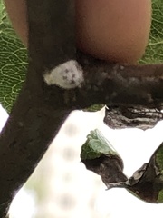 Phenacoccus dearnessi