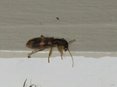 Cymatodera undulata
