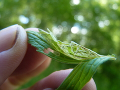 Liriomyza valerianivora