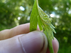 Liriomyza valerianivora
