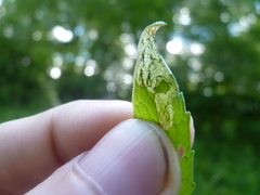 Liriomyza valerianivora