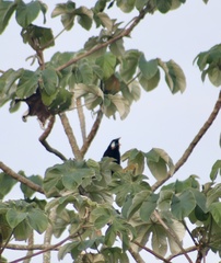 Psarocolius montezuma