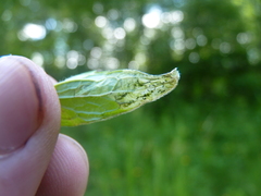 Liriomyza valerianivora