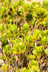 Scaevola plumieri