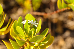 Scaevola plumieri