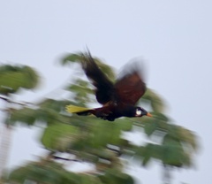 Psarocolius montezuma