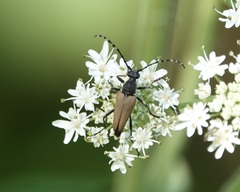 Brachyleptura