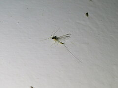 Maccaffertium modestum