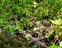 Lithobates sylvaticus image