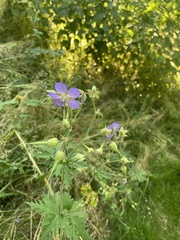 Geranium pratense