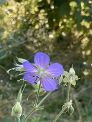 Geranium pratense