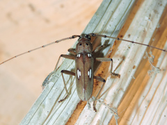 Eburia laticollis