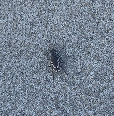 Cicindela bellissima