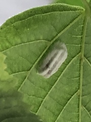 Pulvinaria innumerabilis