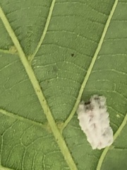 Pulvinaria innumerabilis