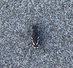 Cicindela bellissima