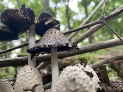 Coprinopsis