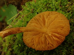 Pluteus granularis