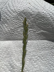 Lolium perenne perenne