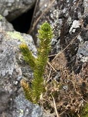Huperzia appressa