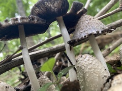 Coprinopsis