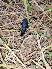 Carabus exaratus