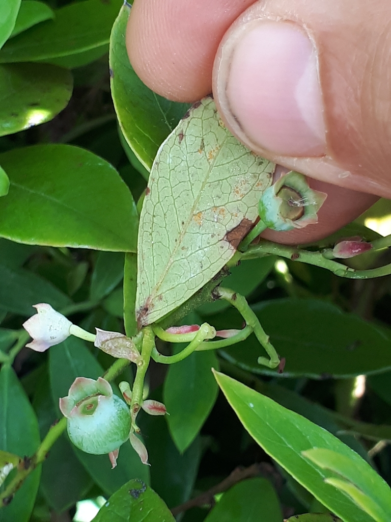 Blueberry Rust