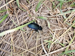 Carabus exaratus