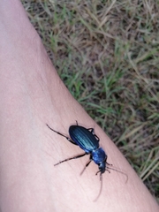 Carabus exaratus