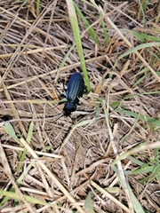 Carabus exaratus