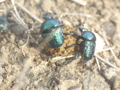 Gymnopleurus cyaneus