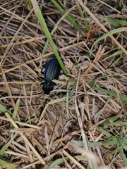 Carabus exaratus