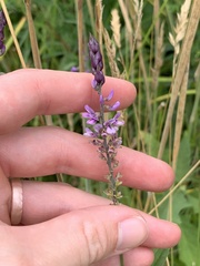 Orbexilum psoralioides