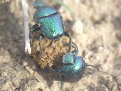 Gymnopleurus cyaneus