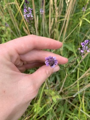 Orbexilum psoralioides