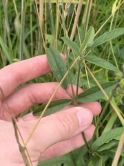 Orbexilum psoralioides