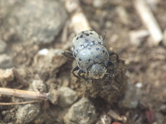 Gymnopleurus gemmatus
