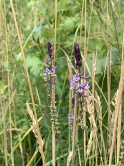 Orbexilum psoralioides