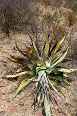 Agave durangensis