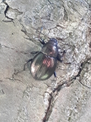 Meracantha contracta