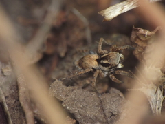 Stenaelurillus vyaghri