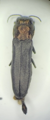 Agrilus albocomus
