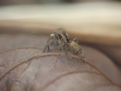 Stenaelurillus vyaghri