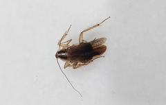 Blattella germanica