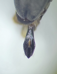 Agrilus albocomus