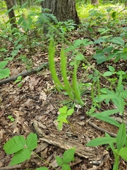 Borodinia canadensis