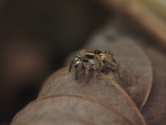 Stenaelurillus vyaghri