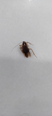 Blattella germanica