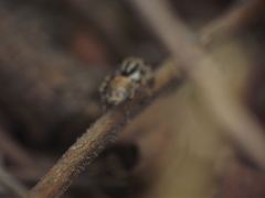 Stenaelurillus vyaghri